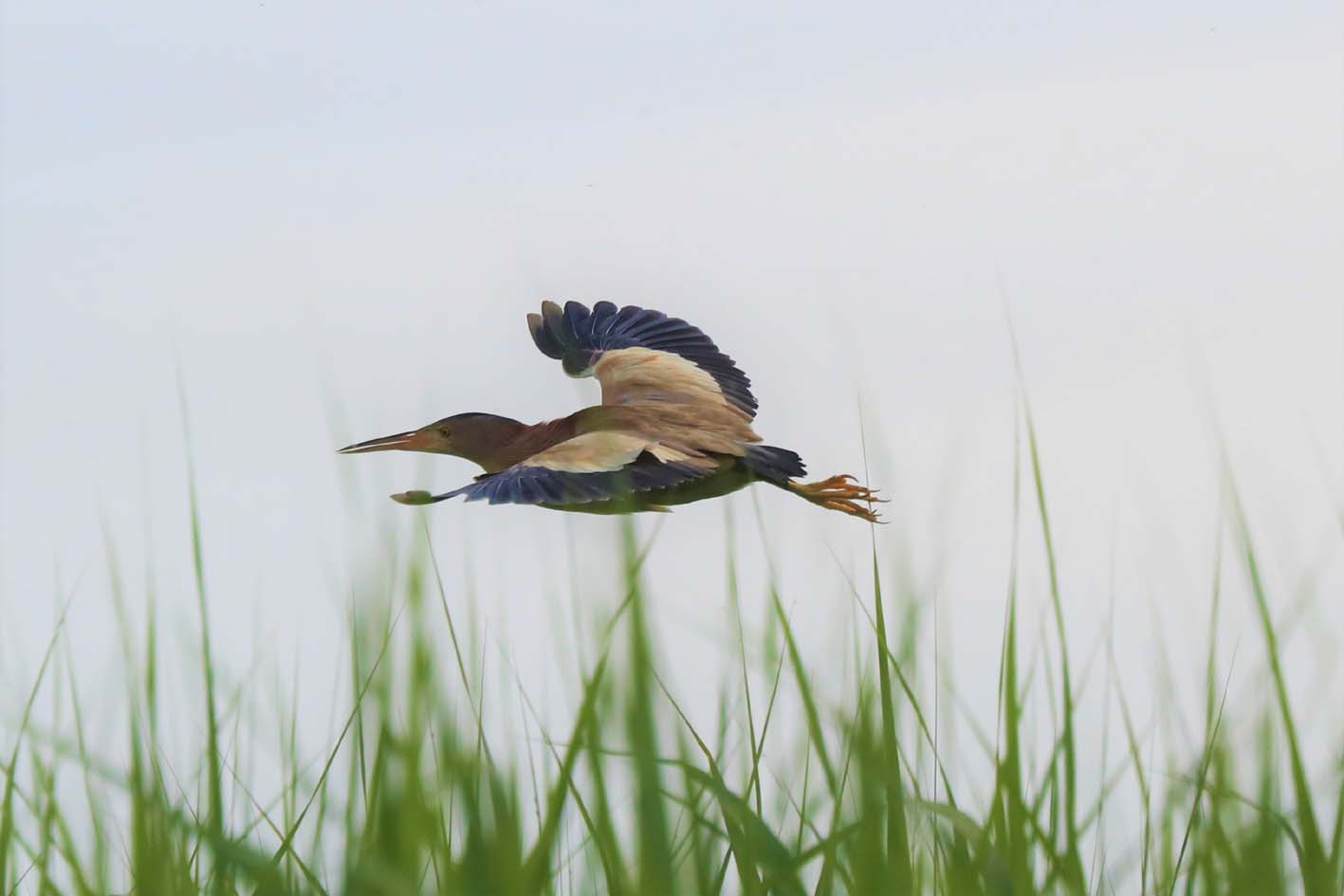 野鳥の観察 Birdspic ページ