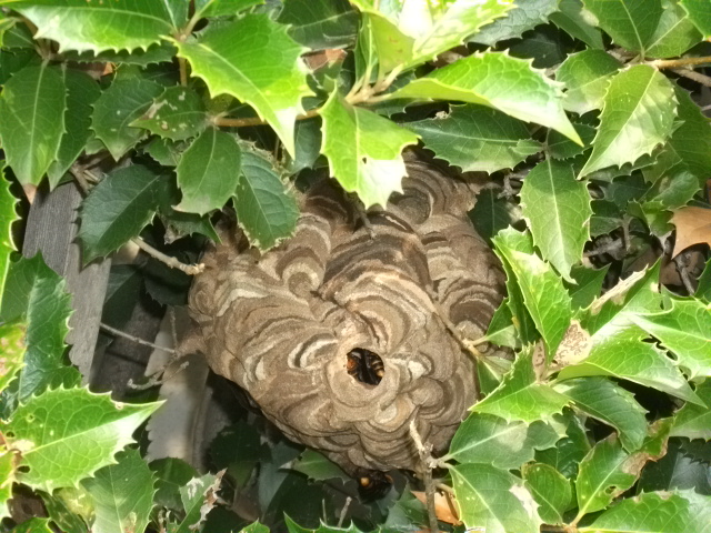 コガタスズメバチ　庭木営巣