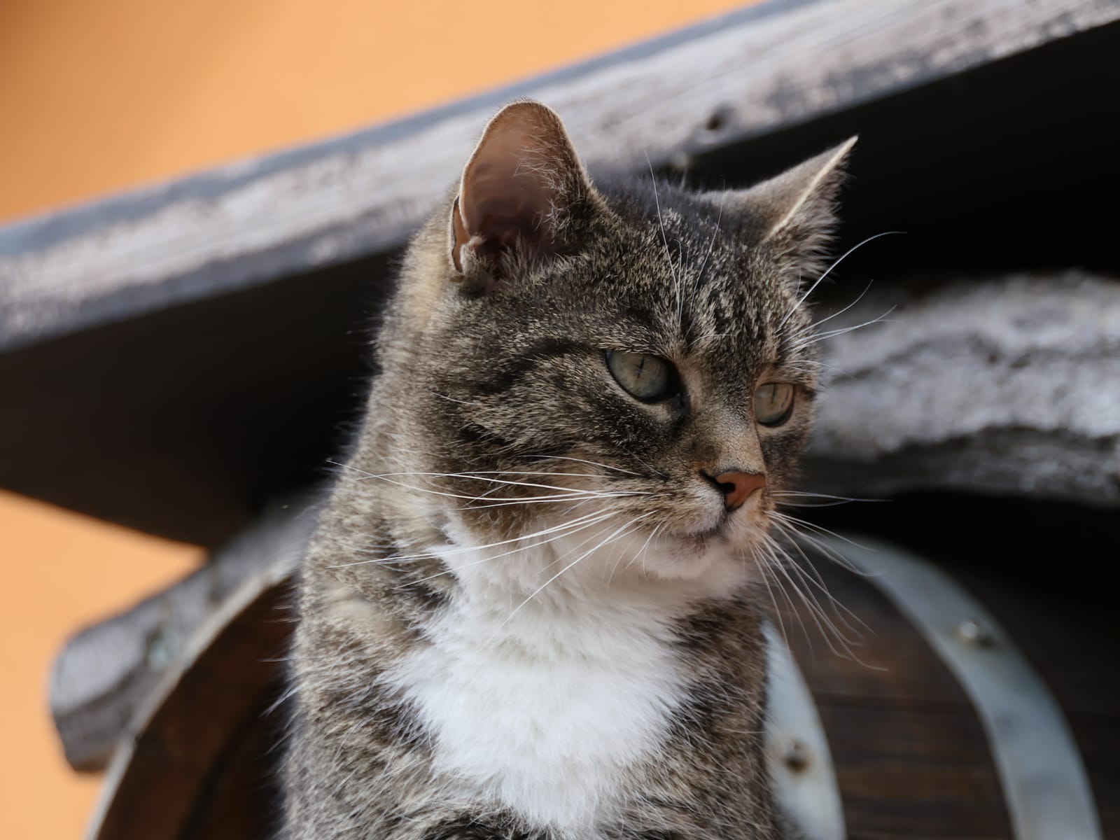 Nelli, gest. 2025 (geb. 2007)