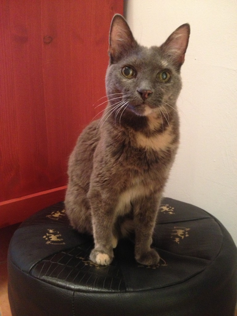 Pinta, gest. 2015 (geb. 1998)