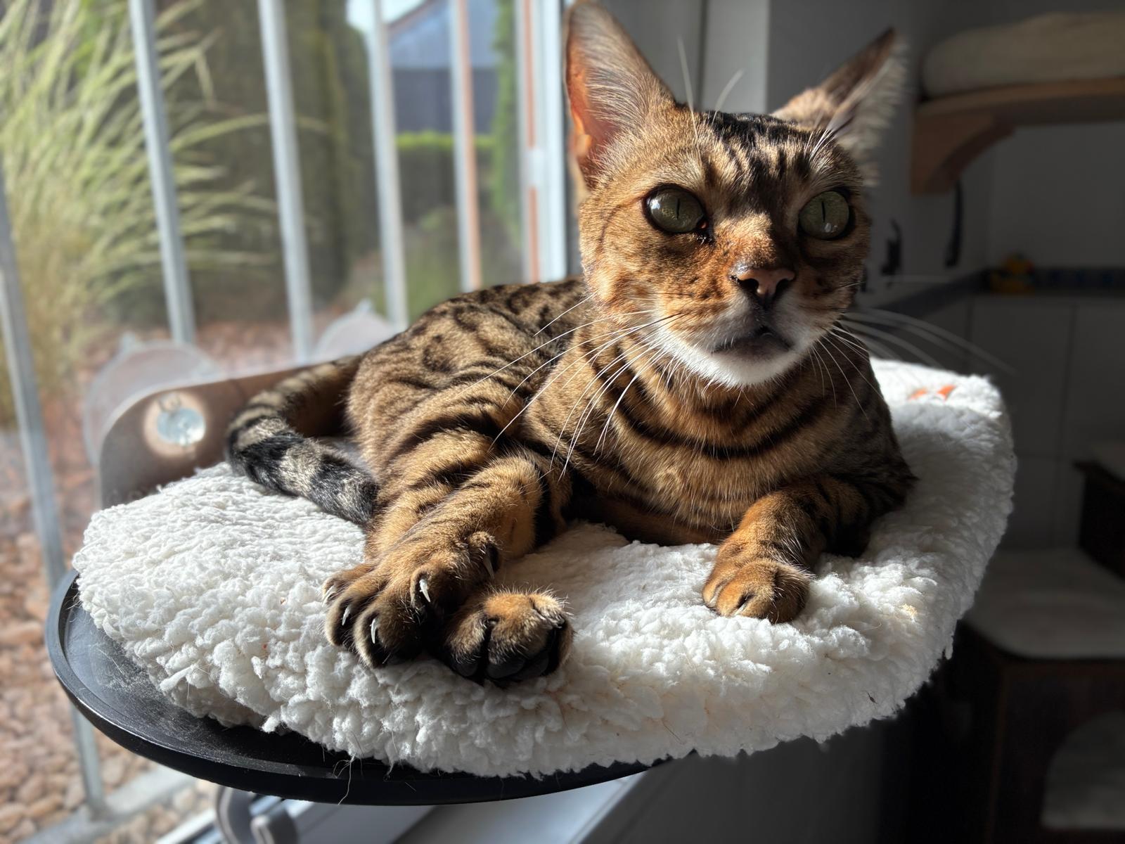 Kovu