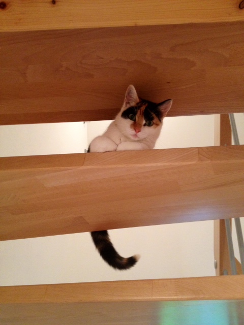 Lilli