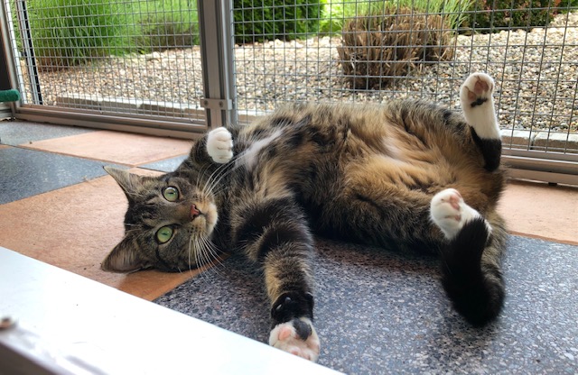 Mitzi
