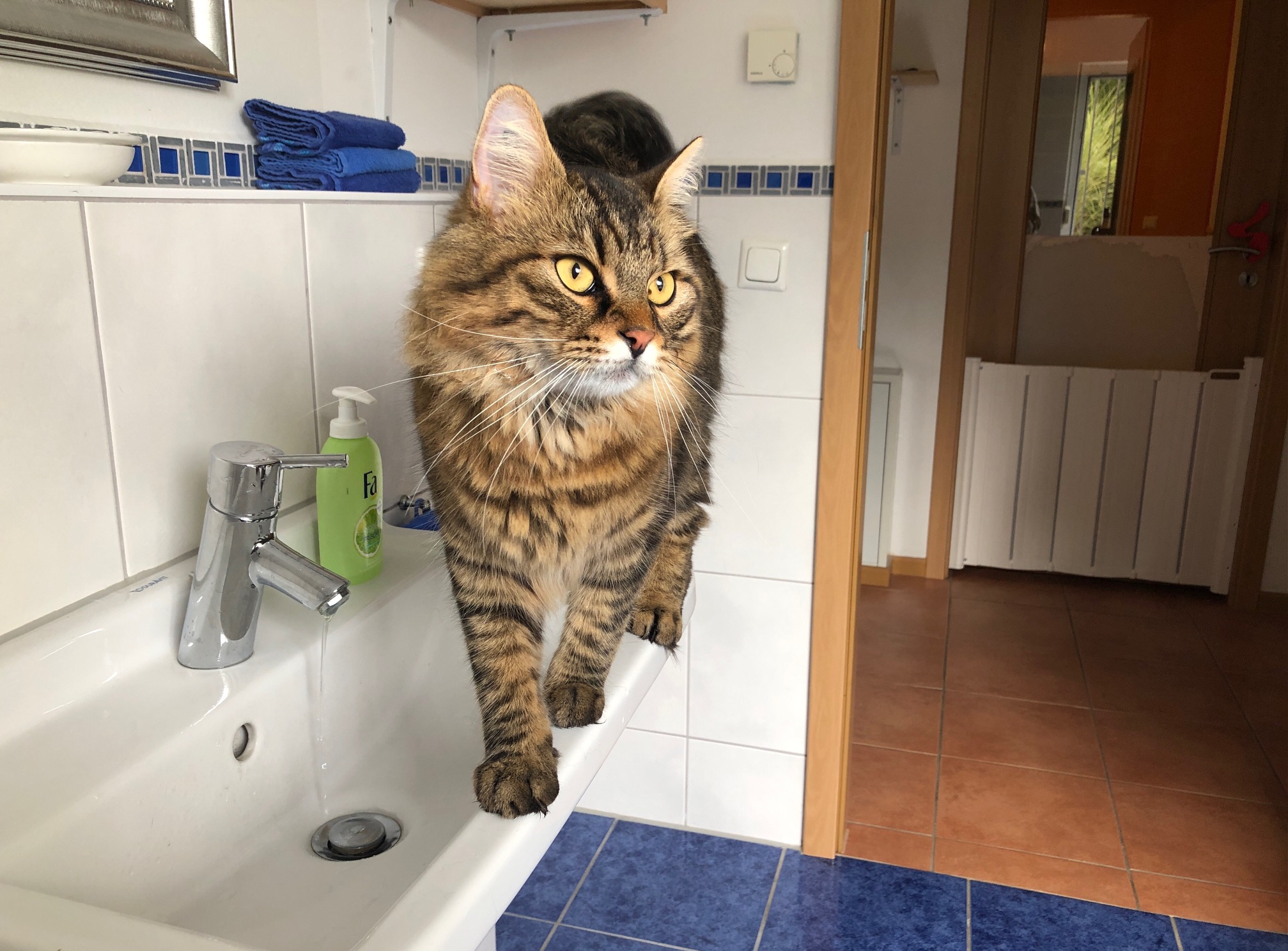 Loki