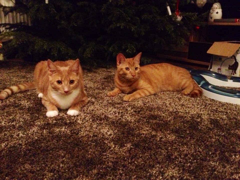 Aywa und Saphira