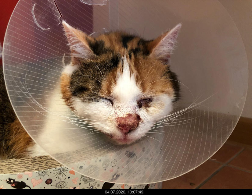 Bild: Katze nach Tumortherapie