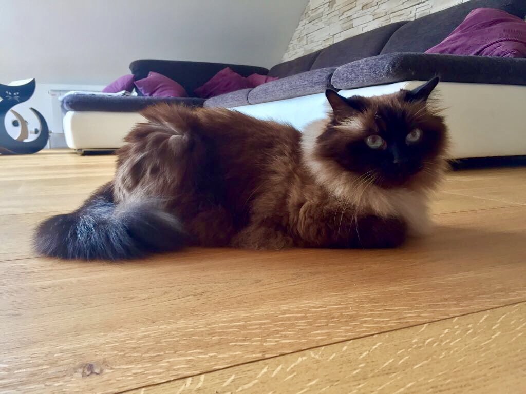 Leo