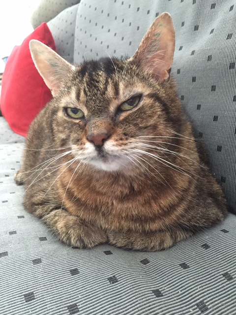 Cleo