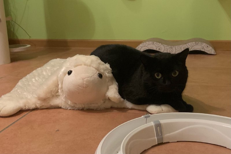 Blacky