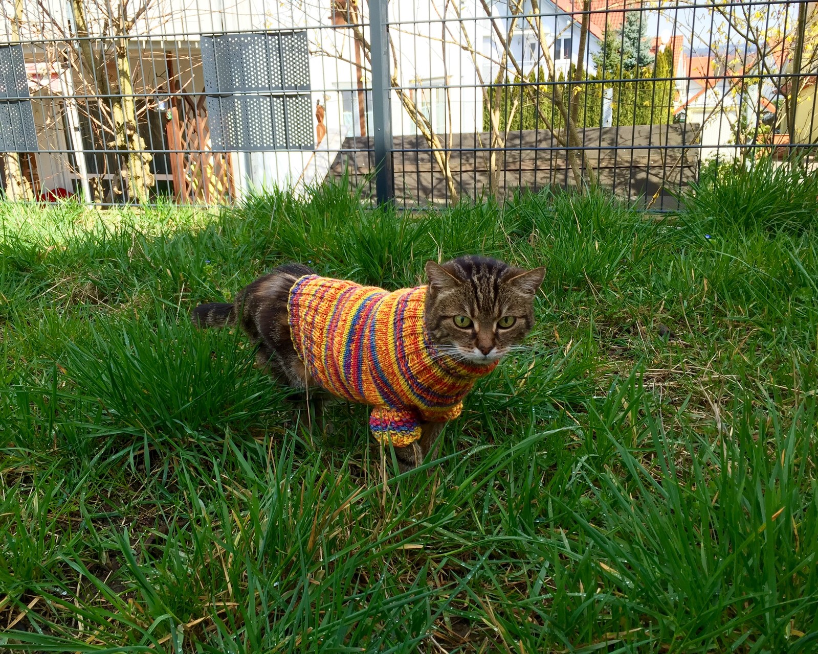 Weil ich doch wieder gerne rausgehe und damit ich keine Blasenentzündung mehr bekomme, hat mir den Pullover die Oma gestrickt. Schick, oder? #Ronja (31.03.2016)