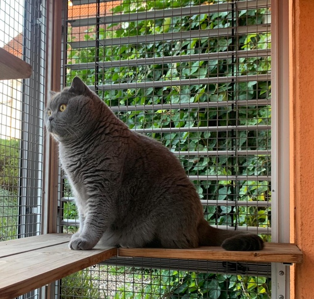 Hugo