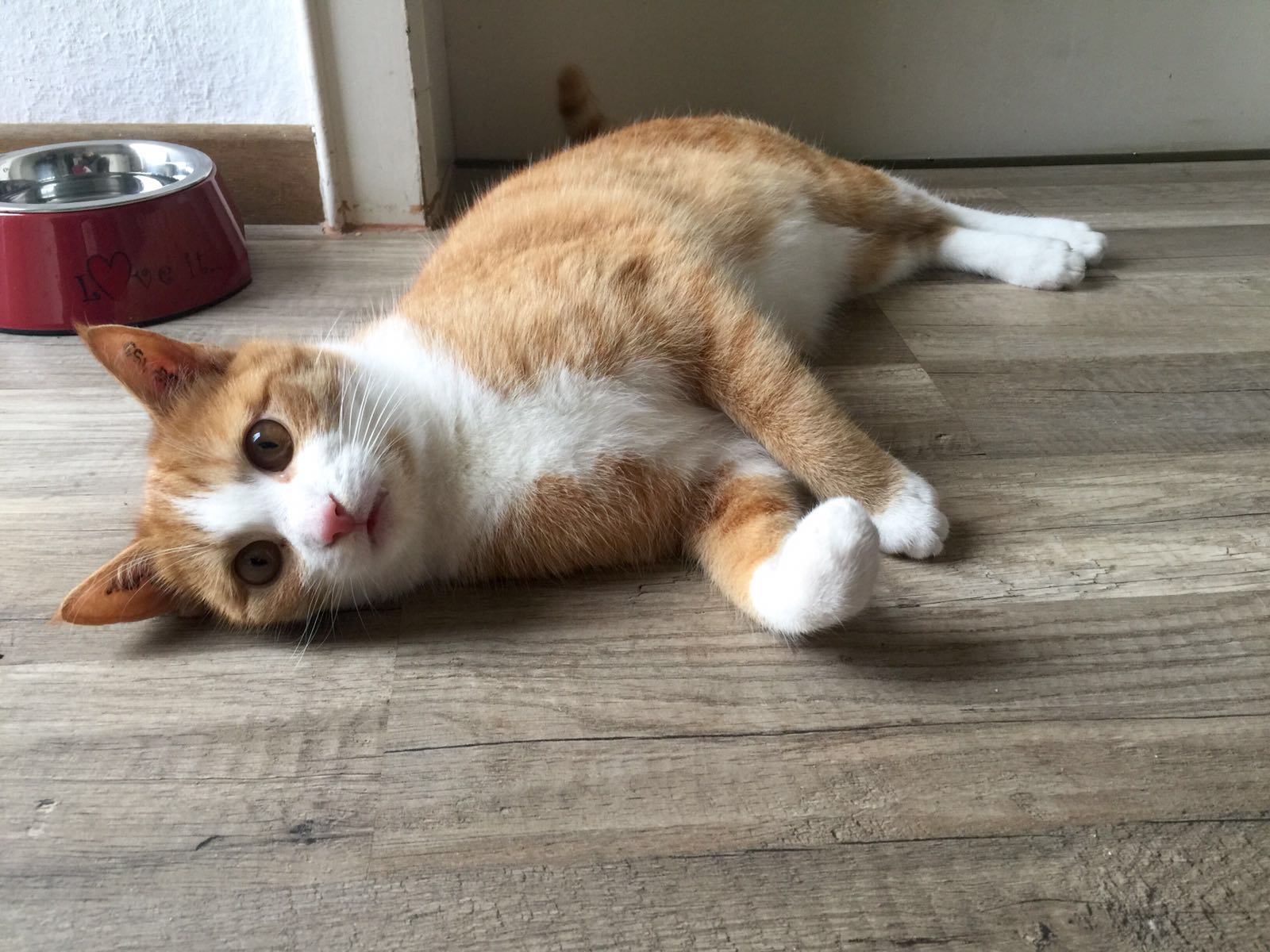 Simba