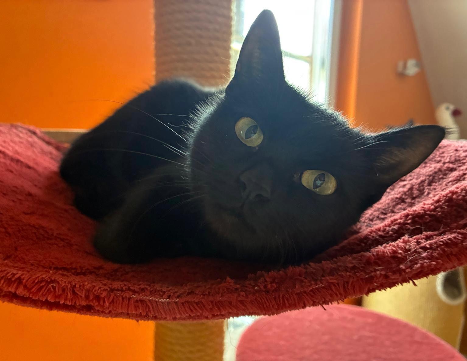 Penny
