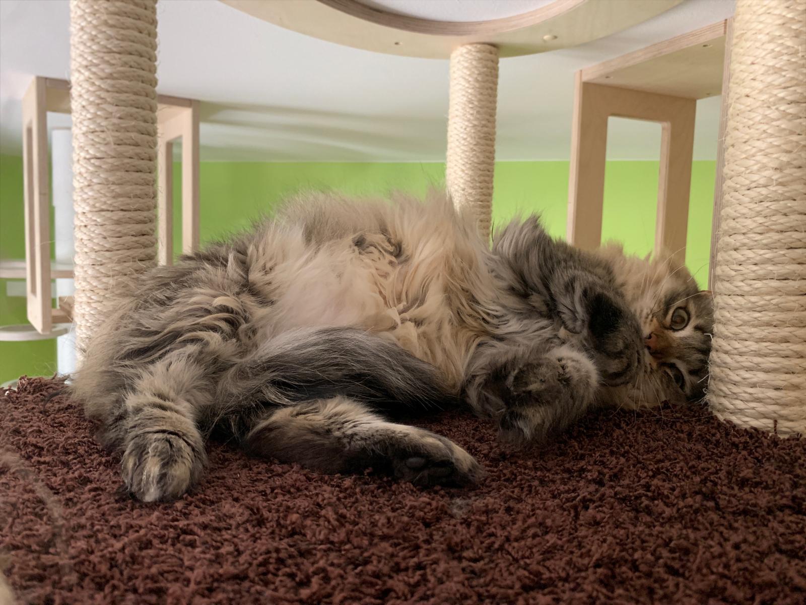 Freya