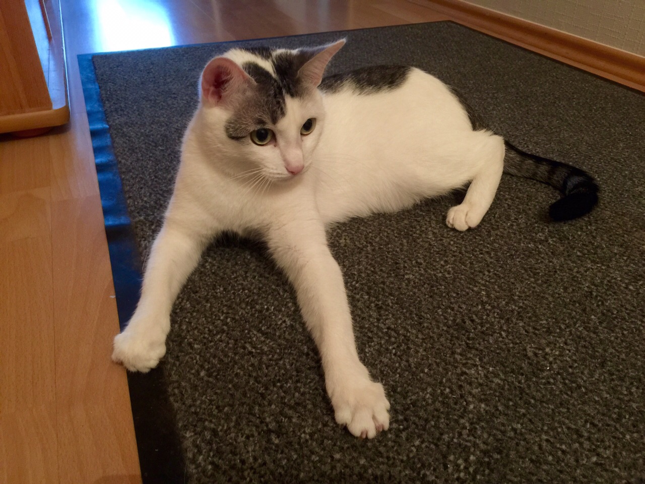 Sonja