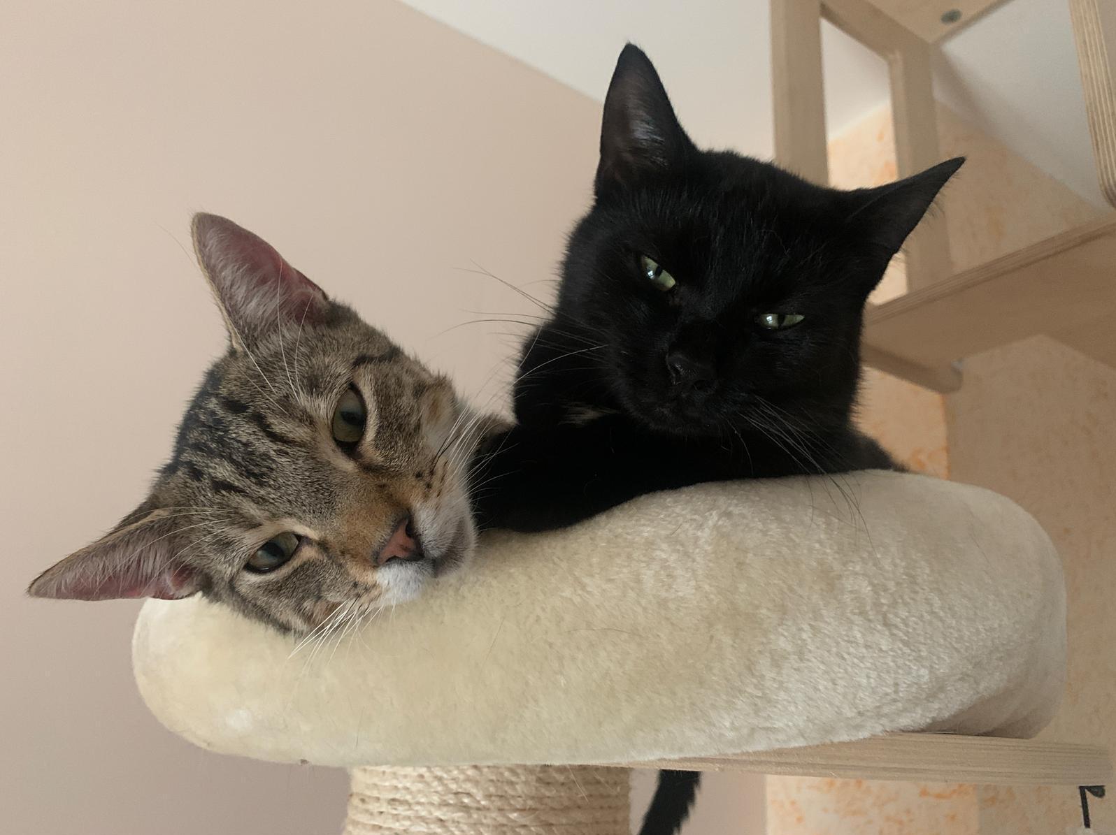 Merlin und Oscar