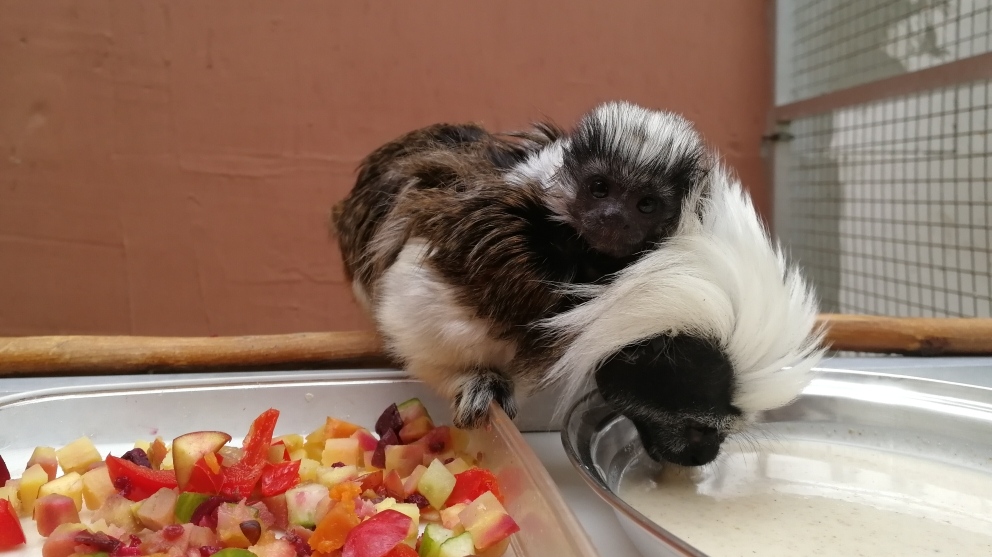 Lisztäffchen Nachwuchs
