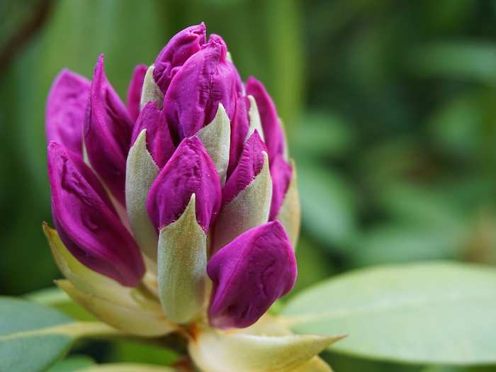 Rhododendron-Blüte