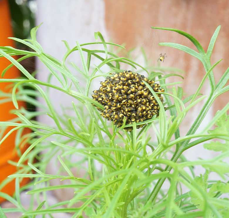 Gartenfundstück - eine Kreuzspinnenkinderstube (develloppa)