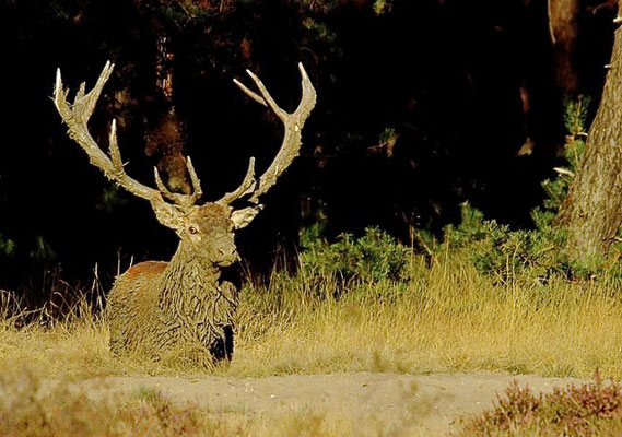 Edelhert na modderbad in de bronsttijd, Hoge Veluwe  