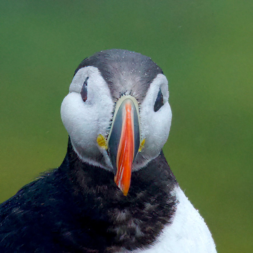 Papegaaiduiker (Puffin) Svalbard. september 2025