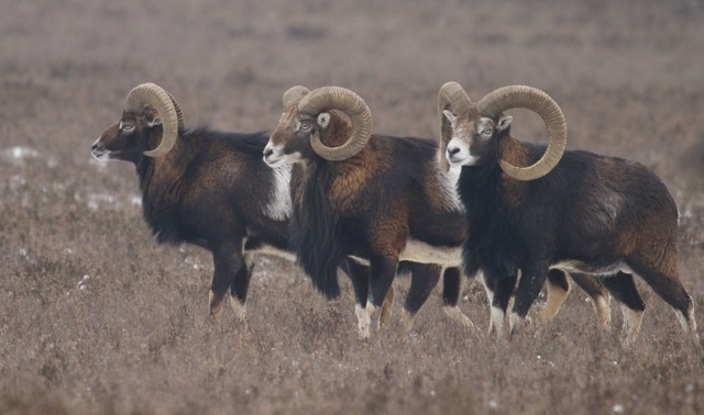 Moeflons. Veluwe  