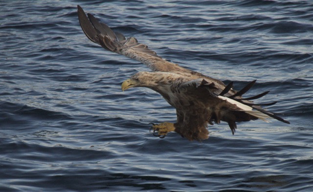 Zeearend, Lofoten (No.)