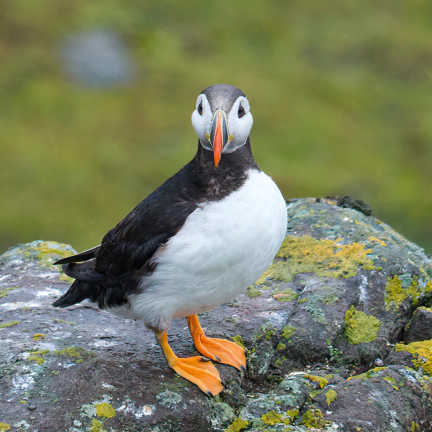 Papegaaiduiker (Puffin) Svalbard september 2025