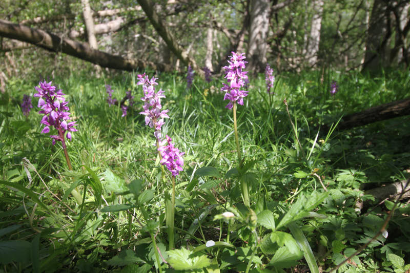 Orchideen im Nationalpark Jasmund
