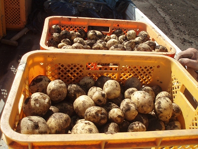 無農薬で育てた旬の野菜、お米、ゴマ、黄な粉や油など♪