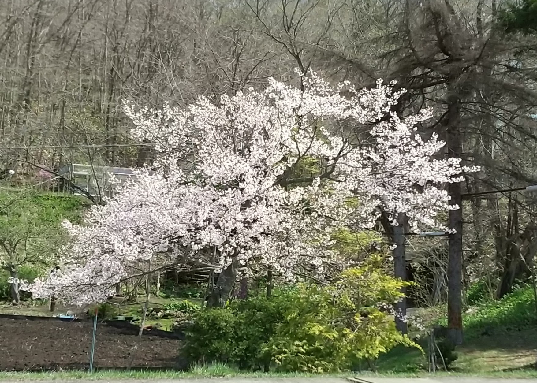 桜が綺麗です！②