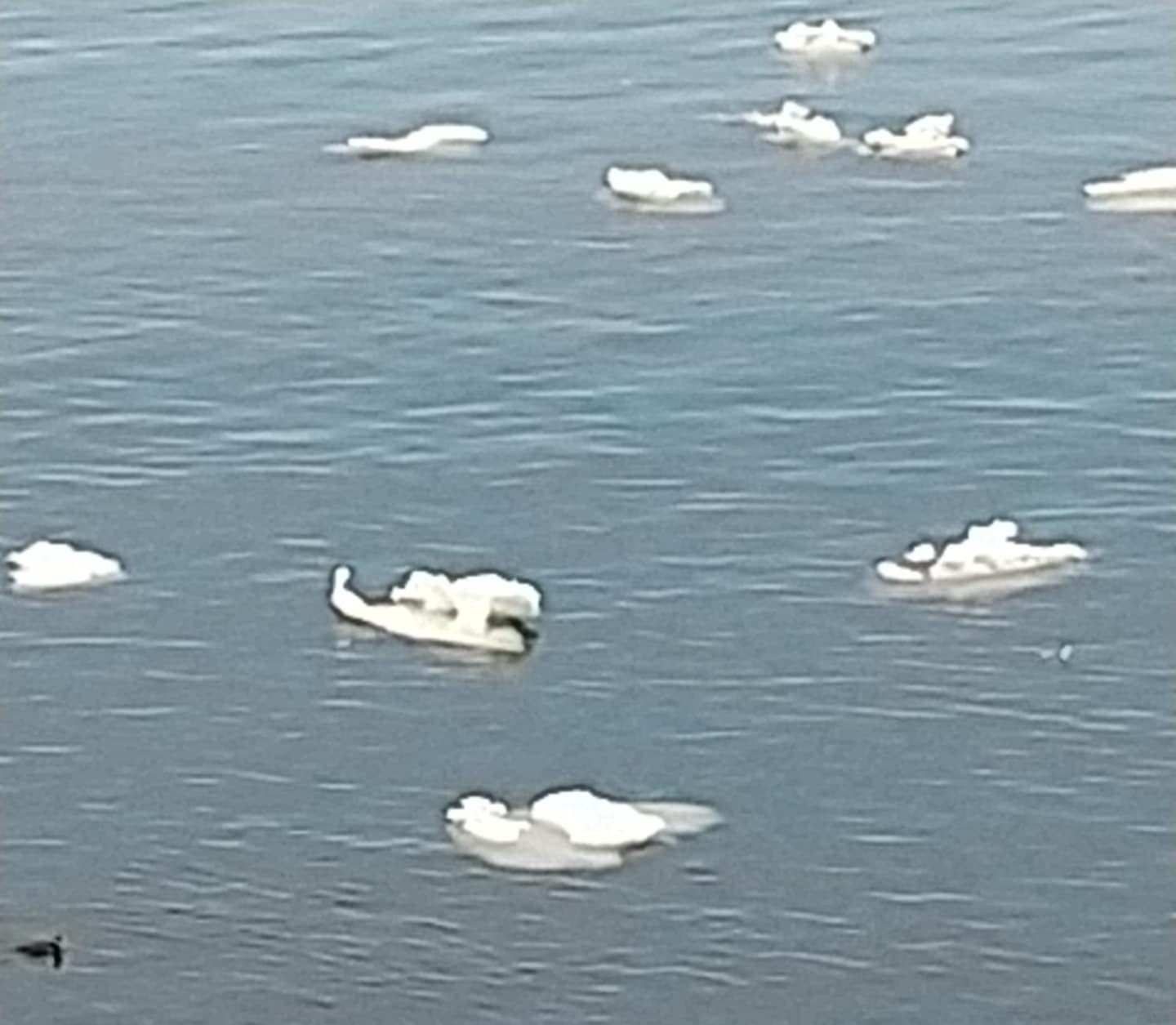 まばらな流氷がありました