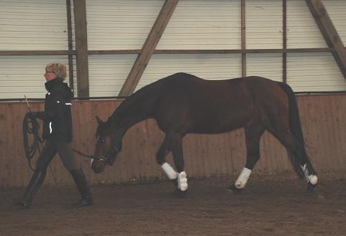 Reiten ist in allen Facetten dem Tanzen ähnlich- konsequent trainieren wir mit jedem Klienten schon die Synchronisation am Boden...