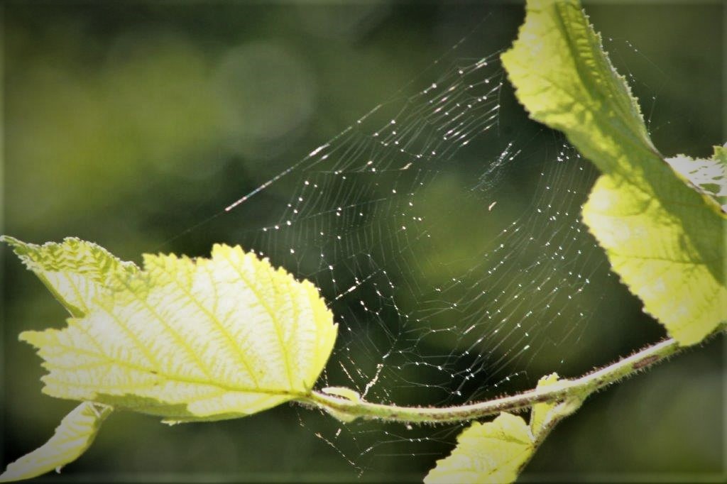 Spinnennetz, grünes Blatt, Zweig, Wassertropfen, www.passion-of-nature.ch