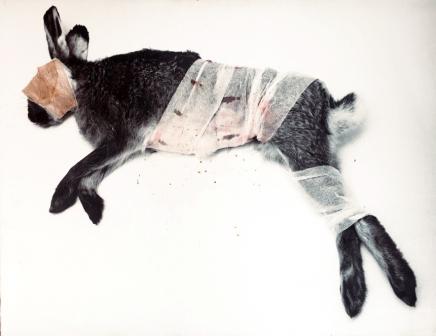 MARIELIS SEYLER, Hase liegend, 1997, Fotoemulsion auf Barytpapier, Verbandsmaterial, Blut, Kreide, 76x100cm