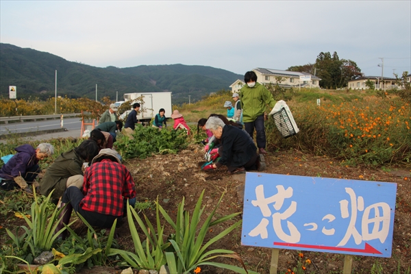 花っこ畑へ 掘った球根をお届け