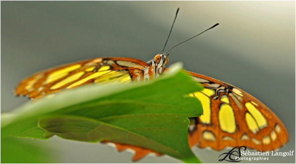 Papillons. 2008