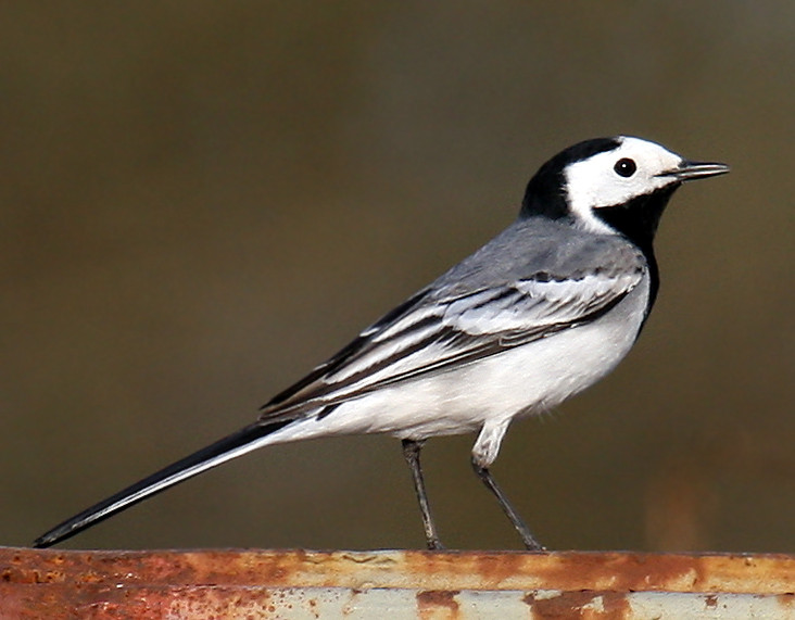 Ballerina bianca (Motacilla alba)