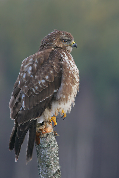 Poiana (Buteo buteo)