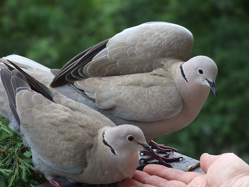 Tortora dal collare (Streptopelia decaocto)