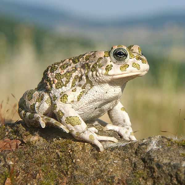 Rospo smeraldino (Bufo v.viridis)