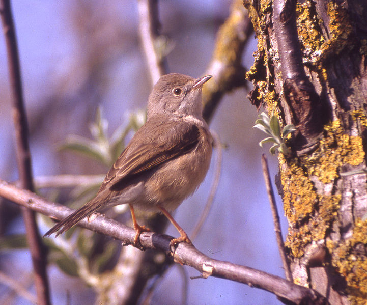 Sterpazzolina (Sylvia cantillans)