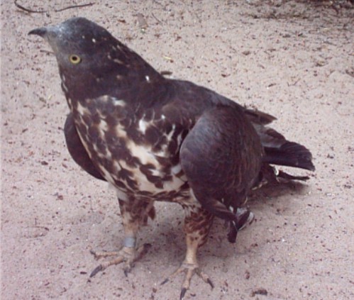 Falco pecchiaiolo (Pernis apivorus)