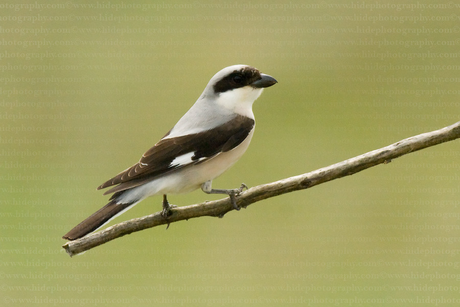 Averla cenerina (Lanius minor)