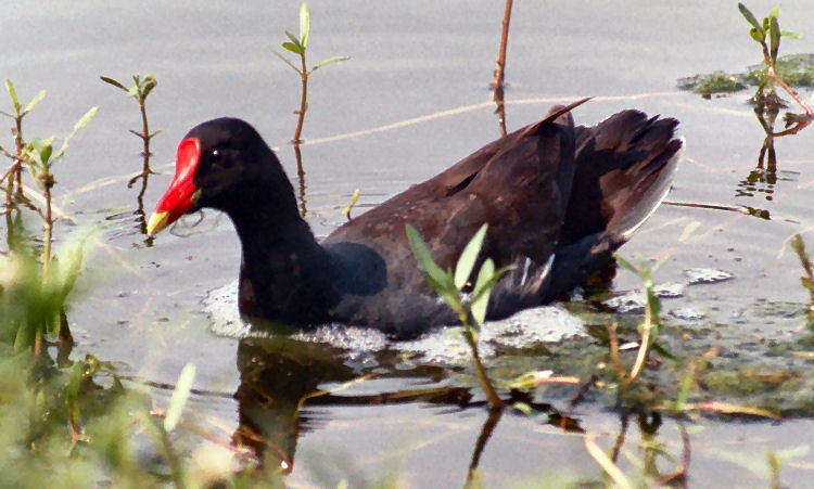 Gallinella d'acqua (Gallinula chloropus)