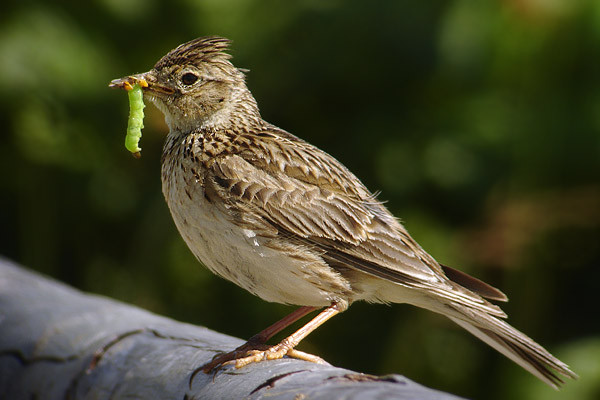 Allodola (Alauda arvensis)