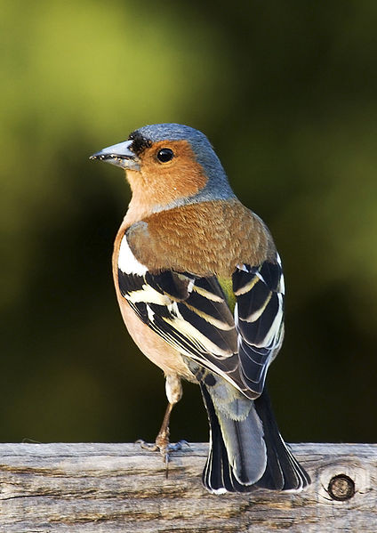 Fringuello (Fringilla coelebs)