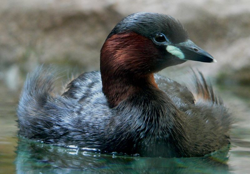 Tuffetto (Tachybaptus ruficollis)