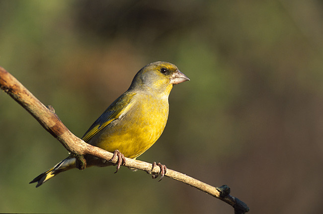 Verdone (Carduelis chloris)