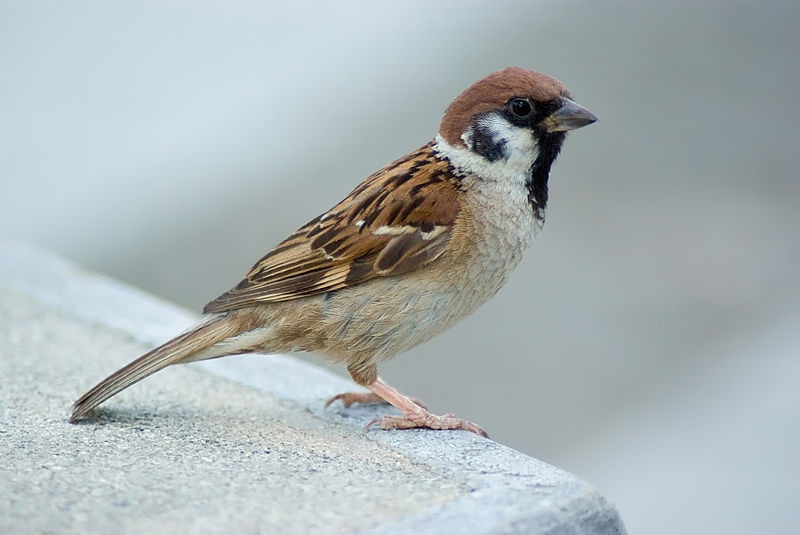 Passera mattugia (Passer montanus)